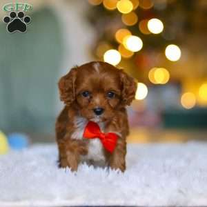 Tiny Teddy, Cavapoo Puppy